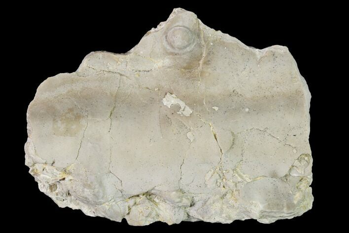 Fossil Oyster (Inocerasmus) Shell Section with Pearl - Kansas #152252
